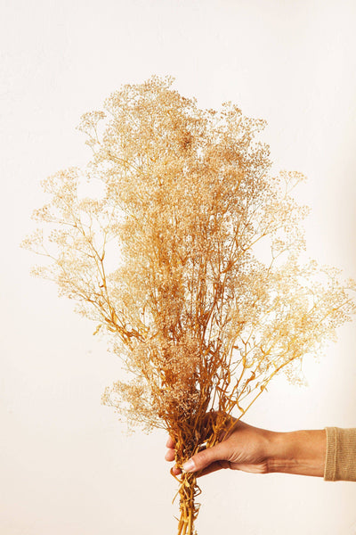 Preserved Tan Baby's Breath