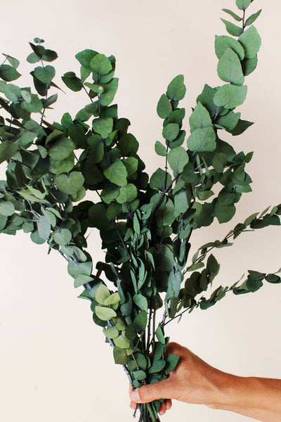 Preserved Green Eucalyptus