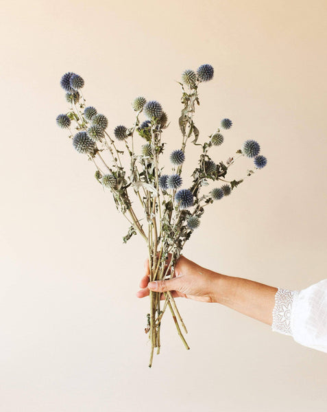 Dried Blue Globe Thistle