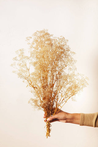 Preserved Tan Baby's Breath